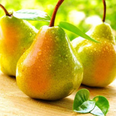 Груша Осенняя сладкая