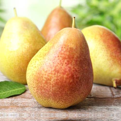 Груша Осенняя Яковлева Груша Осенняя Яковлева