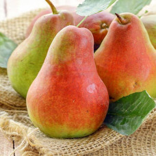 Груша Русская красавица