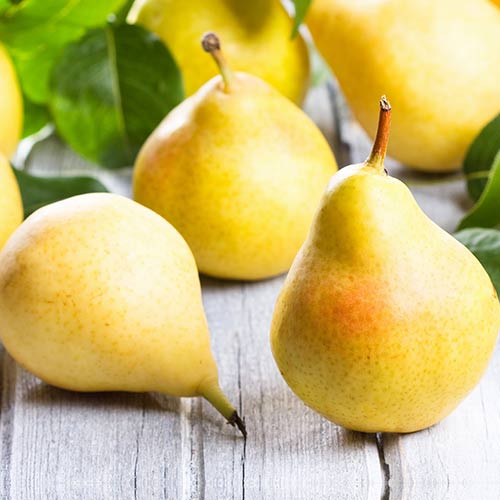 Груша Сахарная Груша Сахарная