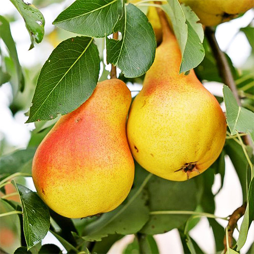 Груша Вильямс летний Груша Вильямс летний