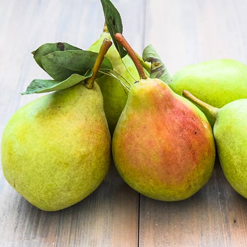 Груша Январская Груша Январская