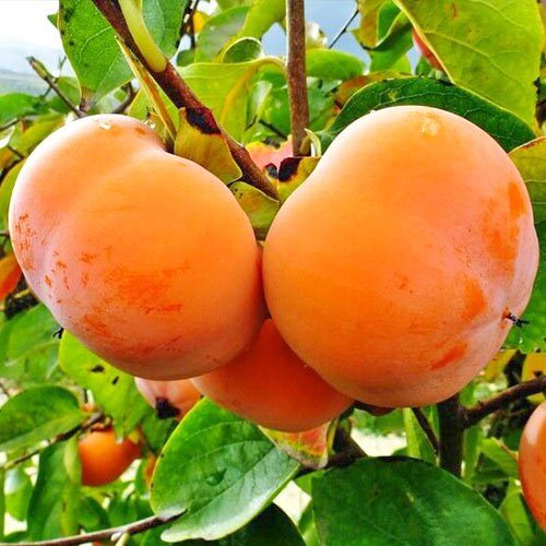 Хурма Роман Кош Хурма Роман Кош