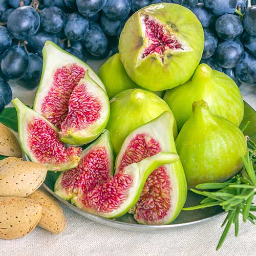 Инжир Далматский Инжир Далматский