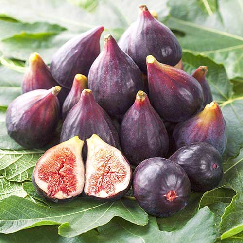 Инжир Финиковый Инжир Финиковый