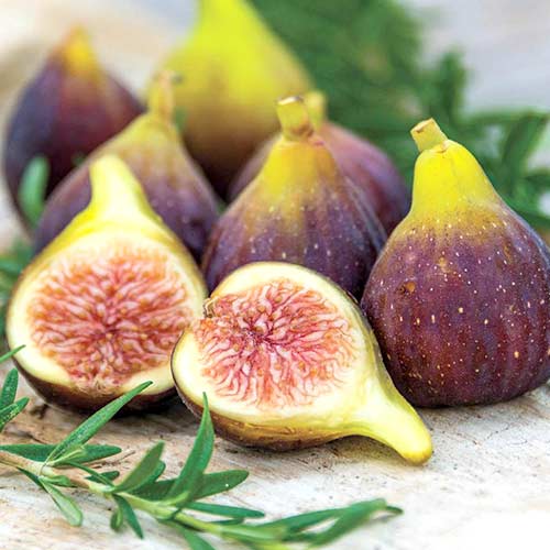 Инжир Никитинский ранний Инжир Никитинский ранний