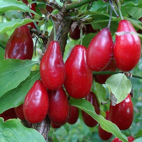 Кизил Джолико Кизил Джолико