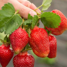 Клубника (крупноплодная) Азия (в упаковке 5 шт.)