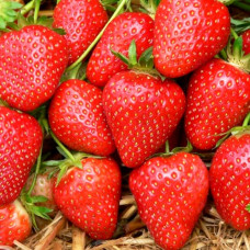 Клубника (крупная земляника) Элеганс (в упаковке 5 шт.)