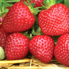 Клубника (крупноплодная) Корона (в упаковке 5 шт.)