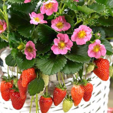 Клубника Пинк Панда (в упаковке 5 шт.)