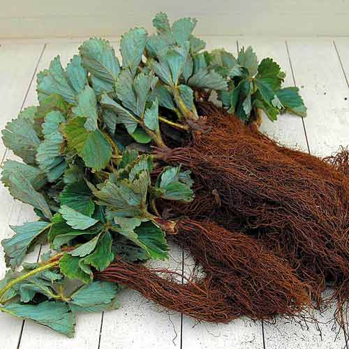 Клубника Пинк Панда (в упаковке 5 шт.) Клубника Пинк Панда (в упаковке 5 шт.)