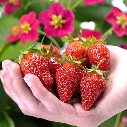 Клубника Руби Энн (в упаковке 5 шт.) Клубника Руби Энн (в упаковке 5 шт.)