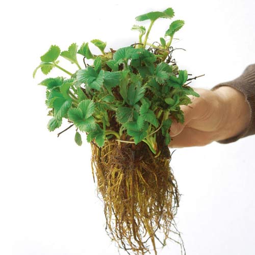 Клубника Руби Энн (в упаковке 5 шт.) Клубника Руби Энн (в упаковке 5 шт.)