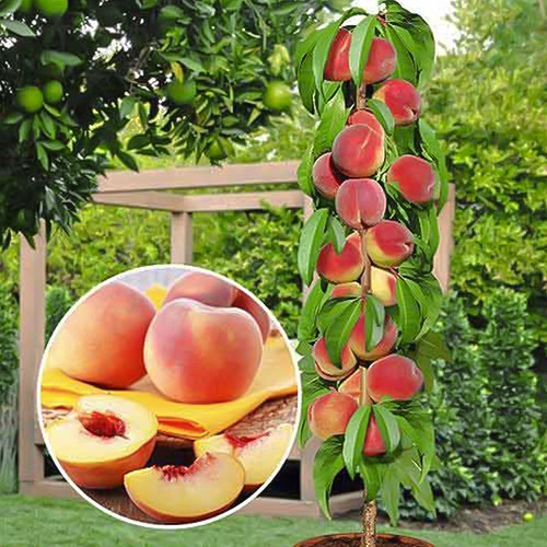 Персик колоновидный Медовый Персик колоновидный Медовый