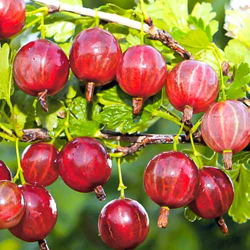 Крыжовник бесшипный розовый Крыжовник бесшипный розовый