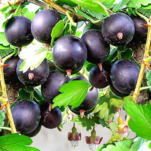 Крыжовник Черный бархат Крыжовник Черный бархат