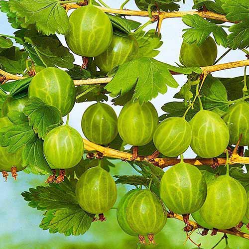 Крыжовник Донецкий крупноплодный Крыжовник Донецкий крупноплодный