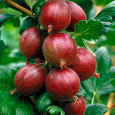 Крыжовник Хиннонмаки Ред