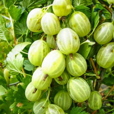 Крыжовник Хиннонмаки Вайт