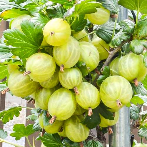 Крыжовник Инвикта Крыжовник Инвикта