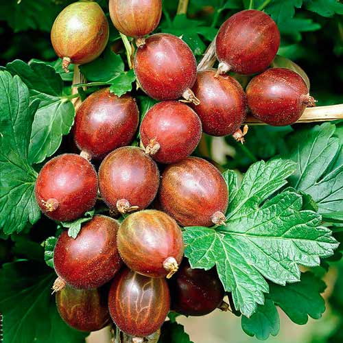 Крыжовник Каптиватор Крыжовник Каптиватор