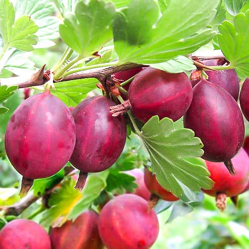 Крыжовник Красный крупный Крыжовник Красный крупный