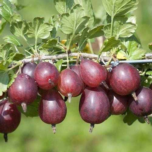 Крыжовник Ленинградец Крыжовник Ленинградец