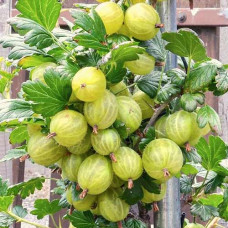 Крыжовник Мраморный