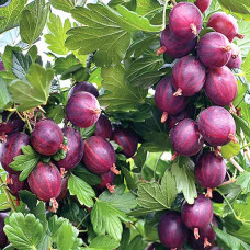 Крыжовник Неслуховский