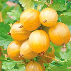 Крыжовник Русский желтый