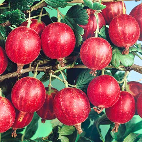 Крыжовник Салют Крыжовник Салют