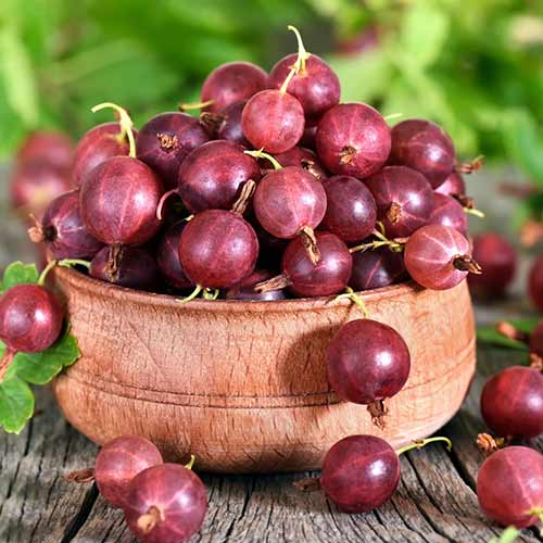 Крыжовник Северный капитан Крыжовник Северный капитан