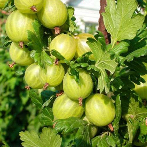 Крыжовник бесшипный Уральский Крыжовник бесшипный Уральский