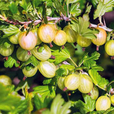 Крыжовник Янтарный