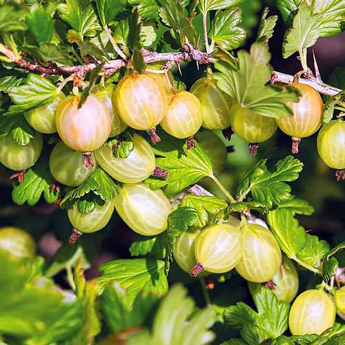 Крыжовник Янтарный Крыжовник Янтарный