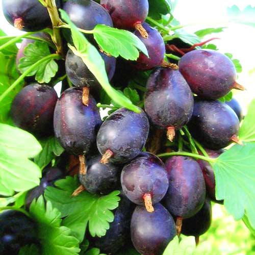 Крыжовник бесшипный Грушенька Крыжовник бесшипный Грушенька