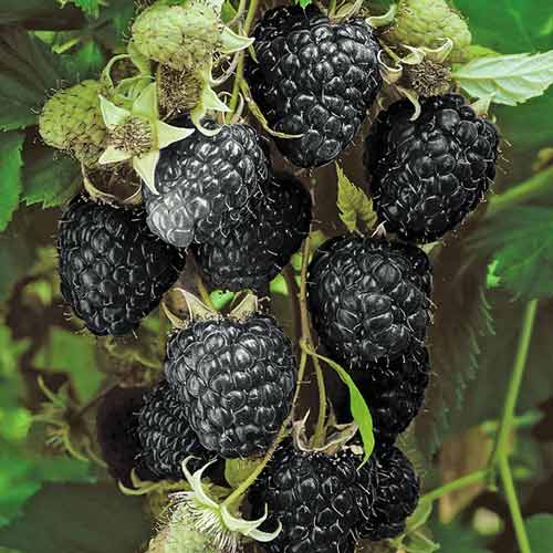 Малина черная Блэк Джевел Малина черная Блэк Джевел