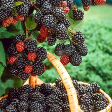 Малина ремонтантная черная Бристоль