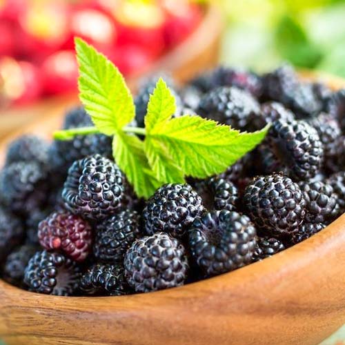 Малина черная Черный Бриллиант Малина черная Черный Бриллиант