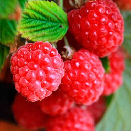 Малина крупноплодная Гигант рубиновый Малина крупноплодная Гигант рубиновый