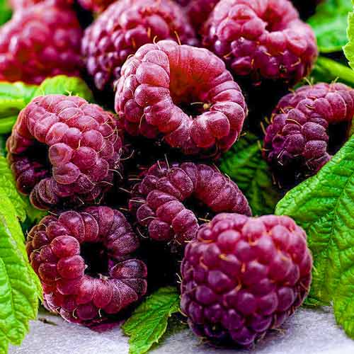 Малина фиолетовая Глен Кое Малина фиолетовая Глен Кое