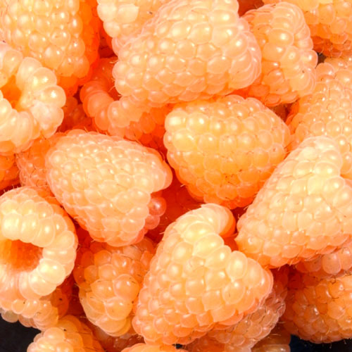 Малина крупноплодная Голден Куин Малина крупноплодная Голден Куин