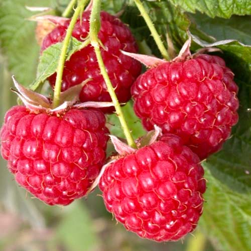 Малина крупноплодная Алтайская вкусная Малина крупноплодная Алтайская вкусная