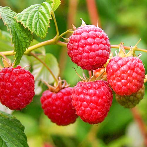 Малина крупноплодная Бальзам Малина крупноплодная Бальзам