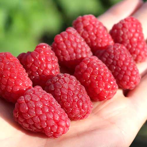 Малина крупноплодная Феномен Малина крупноплодная Феномен