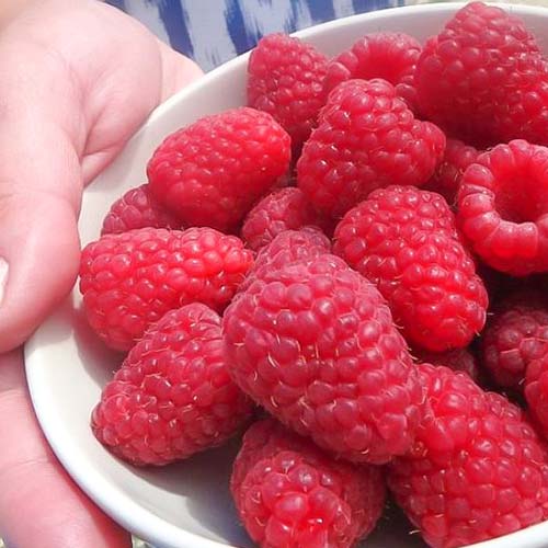 Малина крупноплодная Гигант Московский Малина крупноплодная Гигант Московский