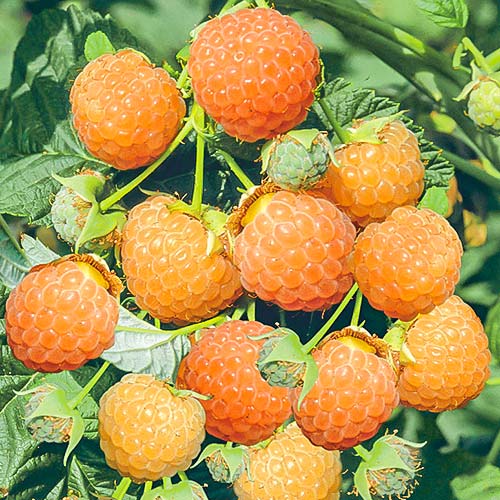 Малина крупноплодная Желтая медовая Малина крупноплодная Желтая медовая