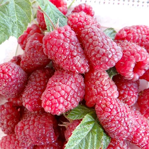 Малина крупноплодная Красная Королева Малина крупноплодная Красная Королева