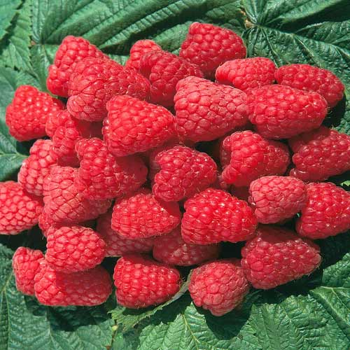 Малина крупноплодная Метеор Малина крупноплодная Метеор